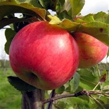 Æbletræ 'Fredrik'